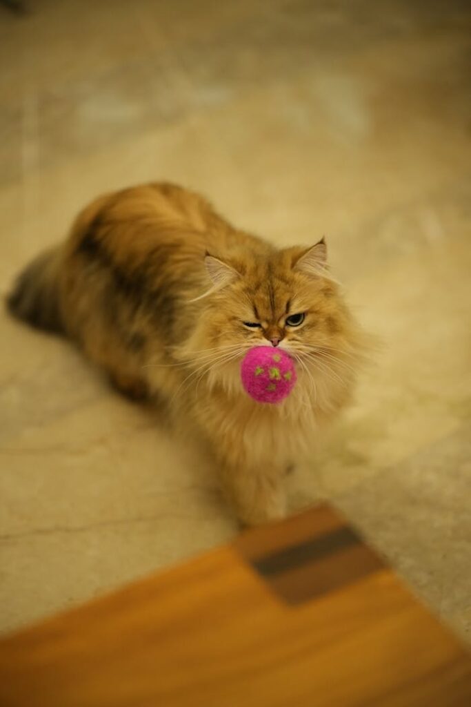 Charming Persian cat enjoying playtime with a colorful toy ball inside a cozy home setting.