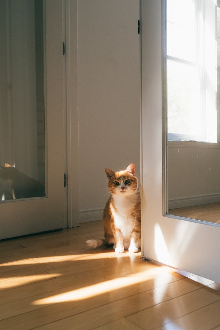 Adorable cat enjoying sunlight in a modern indoor setting.
